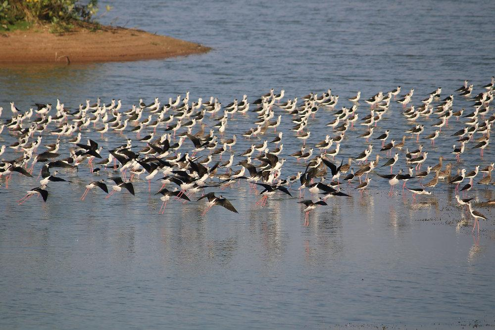 tourism 2 karaivetti bird sanctuary